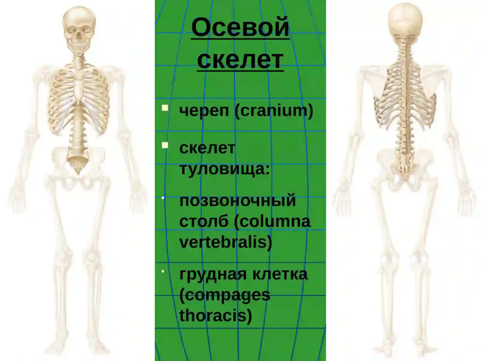 Осевой скелет 2