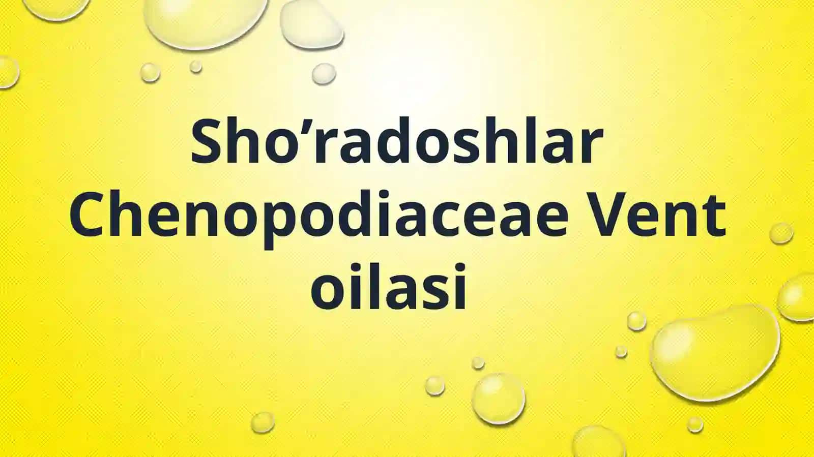 Sho’radoshlar Chenopodiaceae Ventoilasi 2
