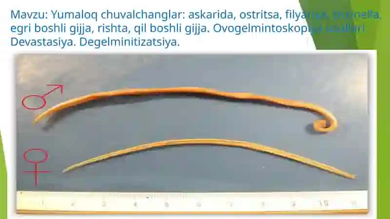 Yumaloqchuvalchanglar 2