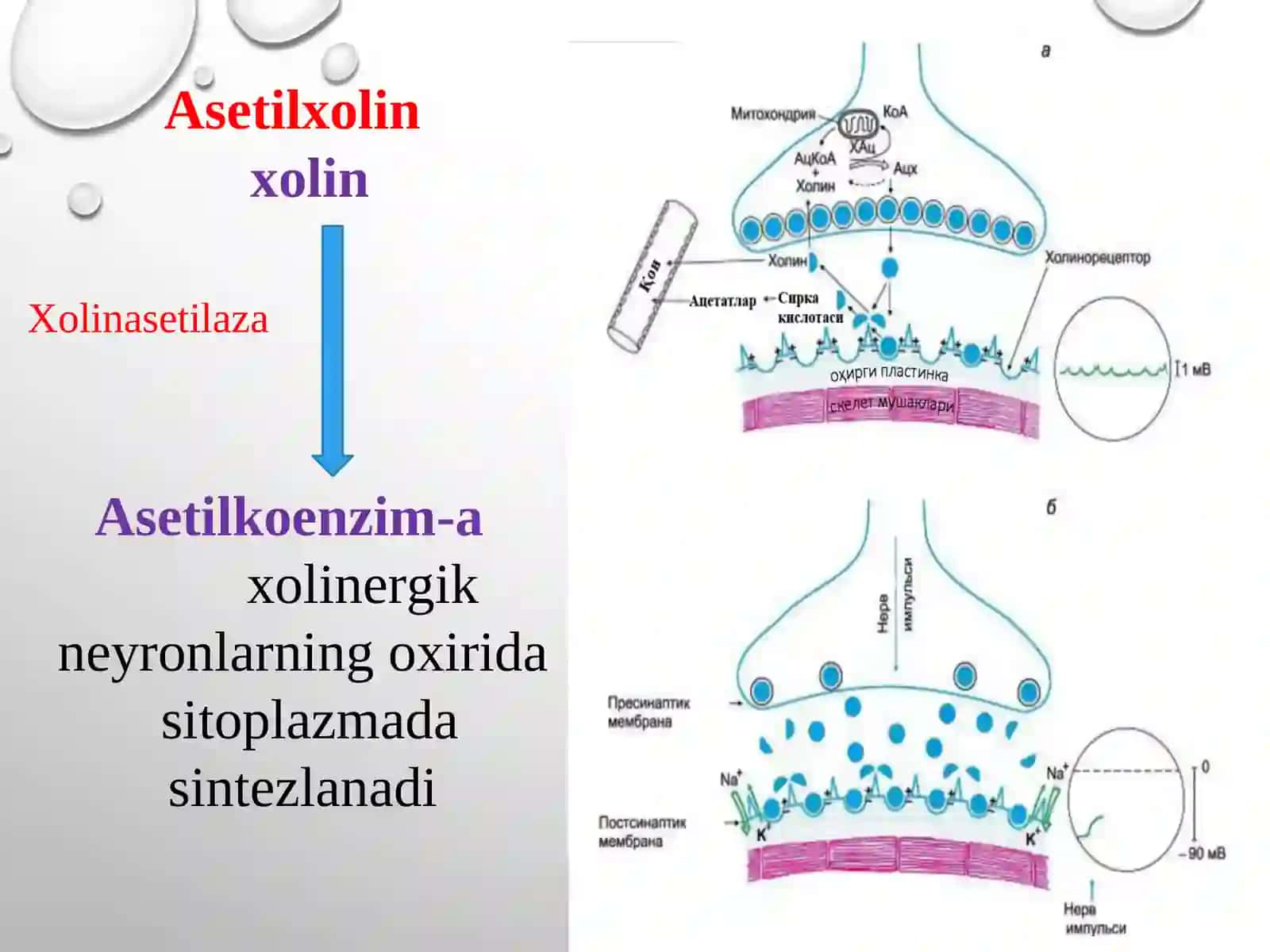 M-xolinoretseptorlarga ta’sir etuchi vositalar 2