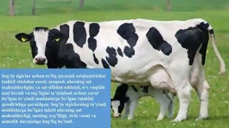 Yirik shoxli hayvonlarni oziqlantirish 2
