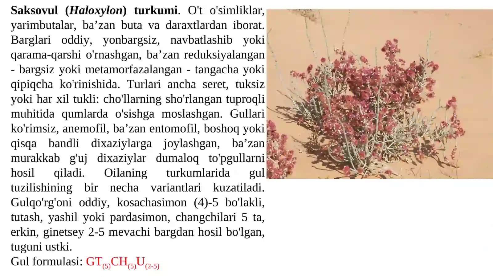 Saksovul (Haloxylon) turkumi 2