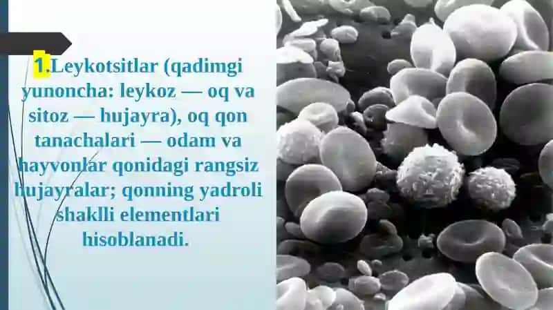 Leykositlar metabolizmi va xususiyatlari 2