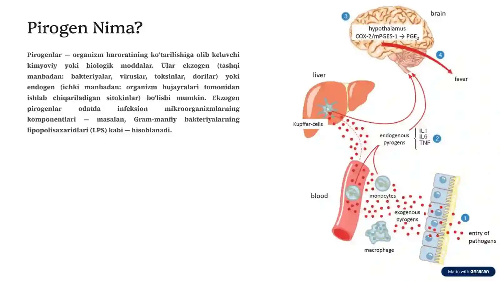 Pirogen Moddalar: Organizmdagi Issiqlik Jangchilari 2