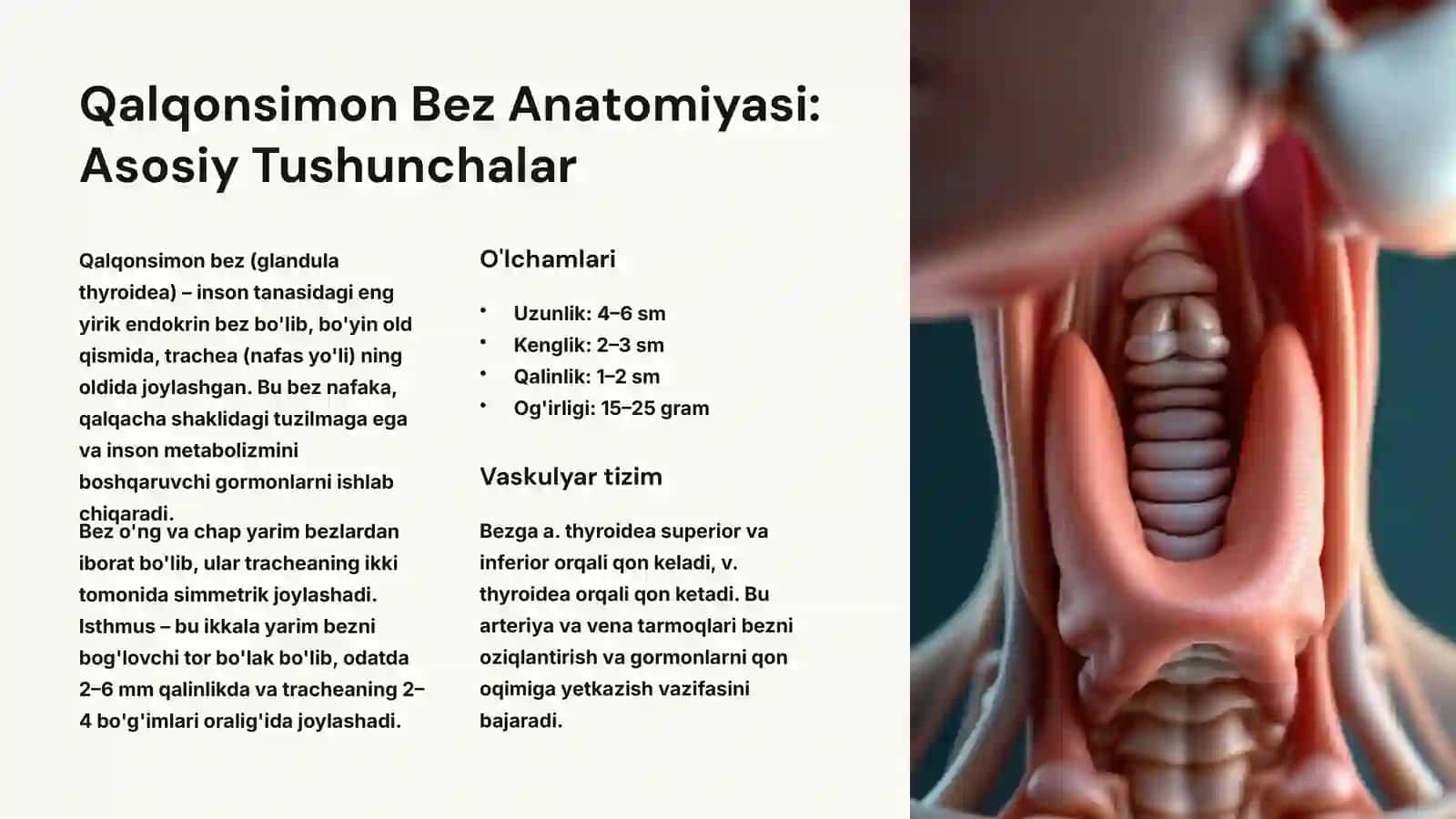 Qalqonsimon Bez Anatomiyasi 2