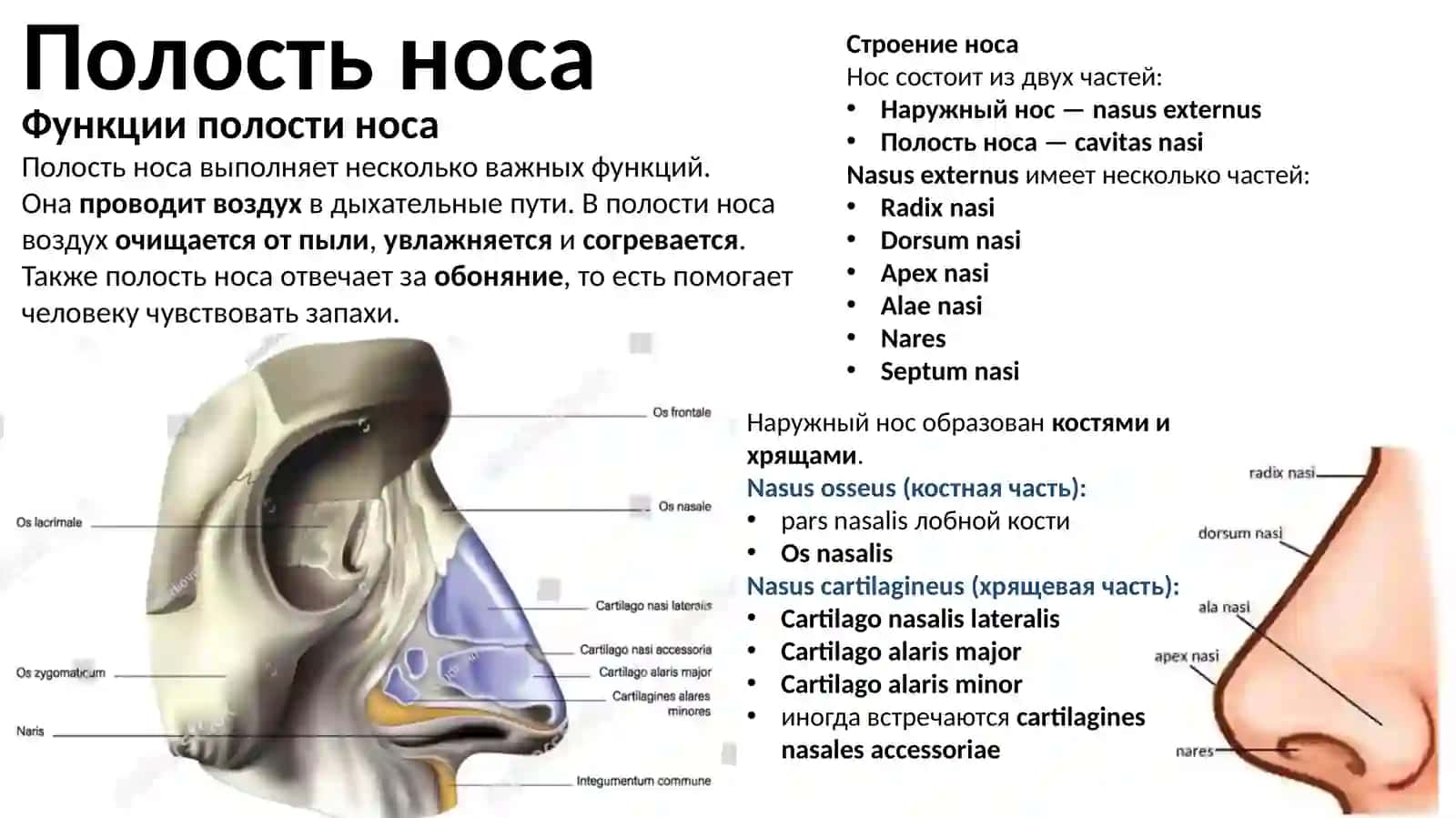 Полость носа и гортань 2