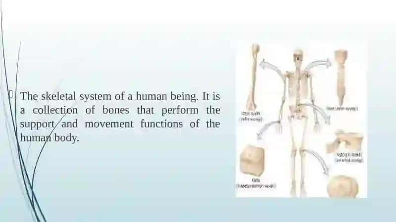 The Skeletal System of a Human Being 2