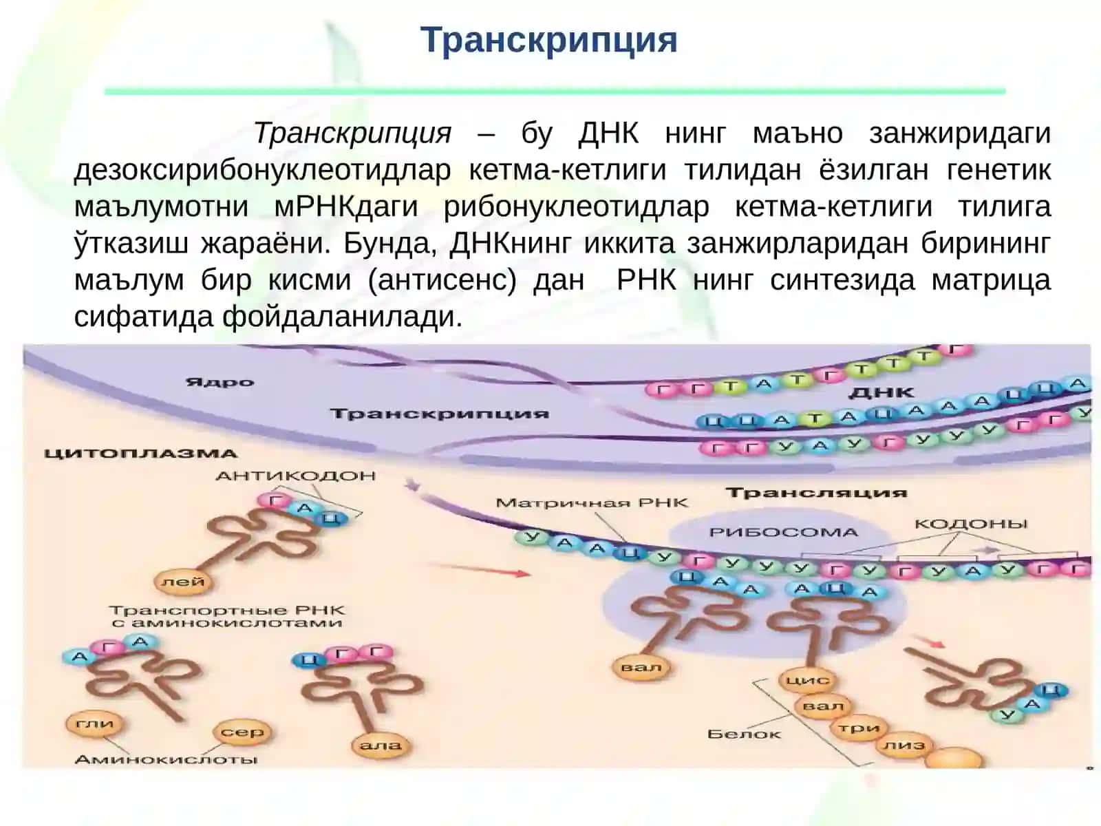 Транскрипция 2