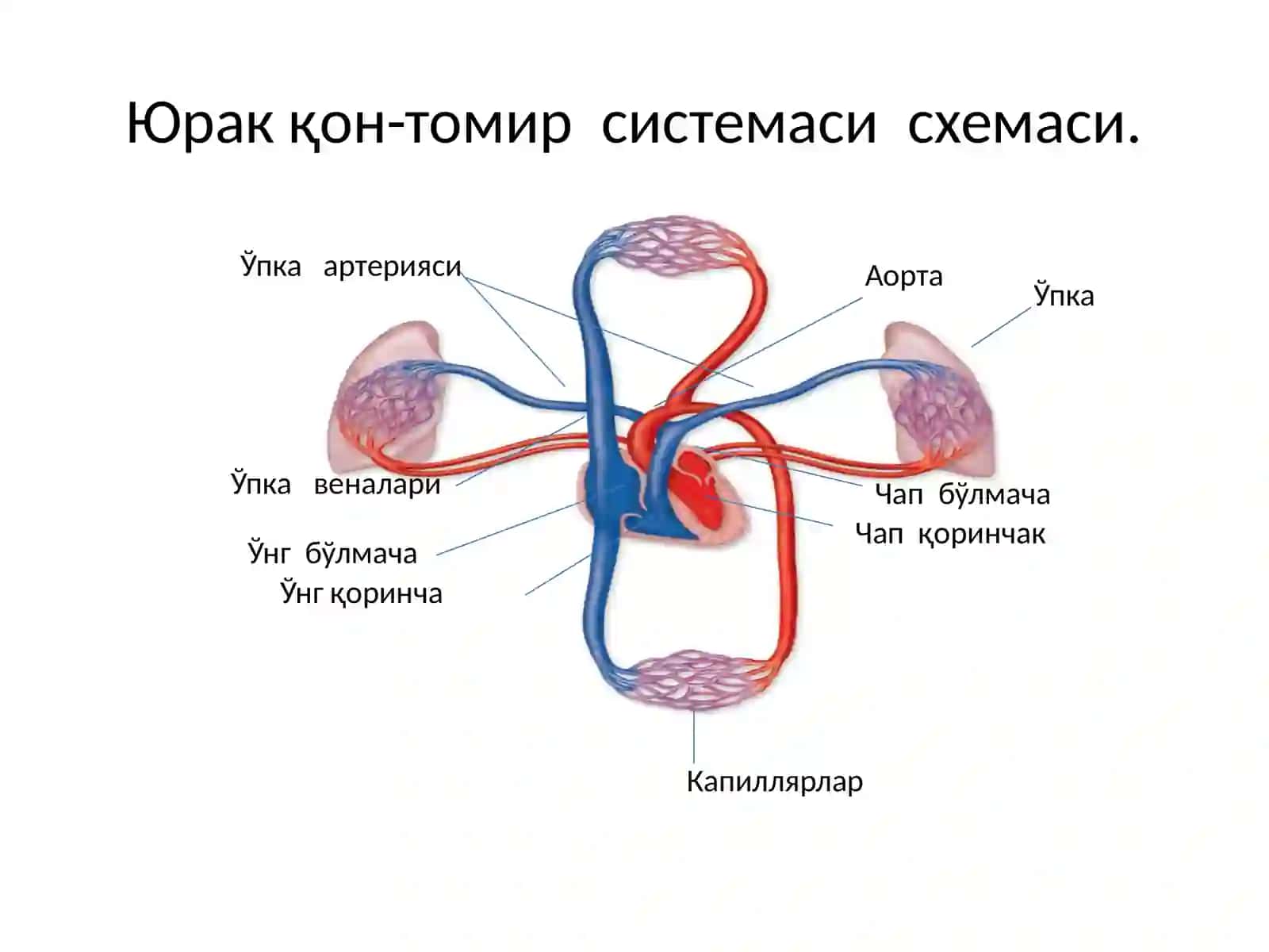 Юрак қон-томир системаси 1 2