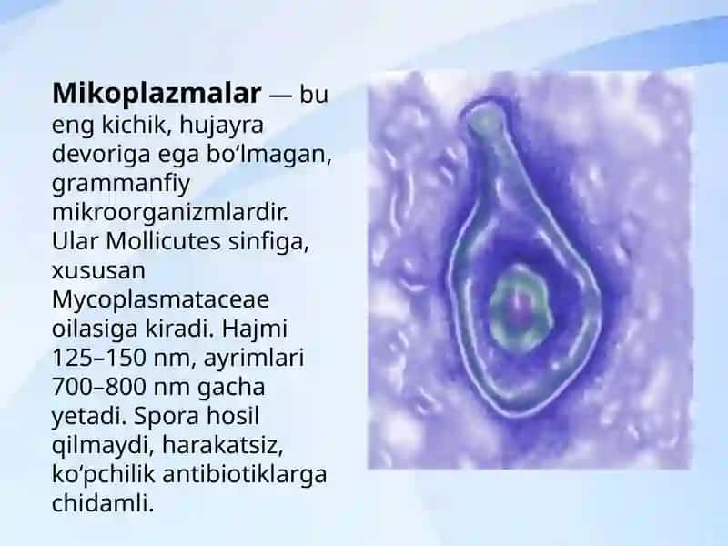 Mikrobiologiya fanidan mustaqil ish 2