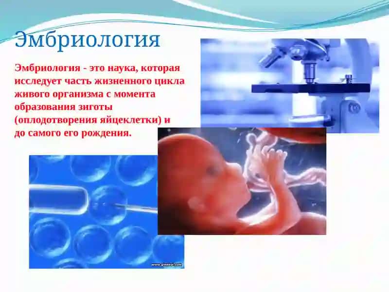Эмбриология 2