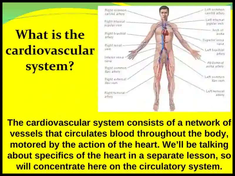 The Cardiovascular System 2