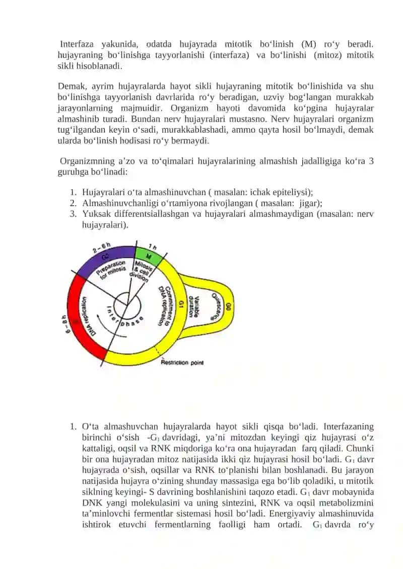 Hujayralarning mitotik bo’linishi va hayotiy sikli 2