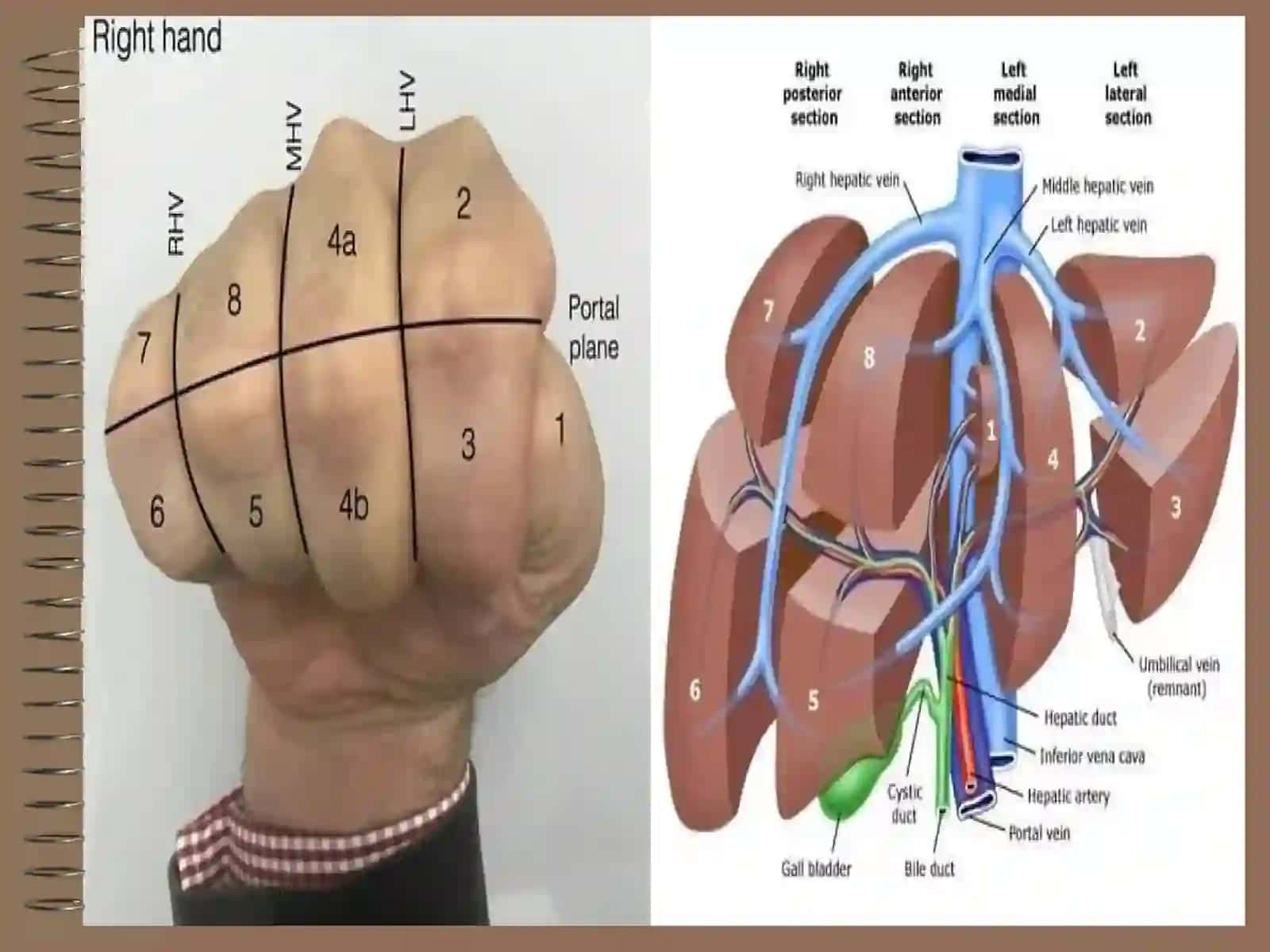 JIGAR PATOFIZIOLOGIYASI 2