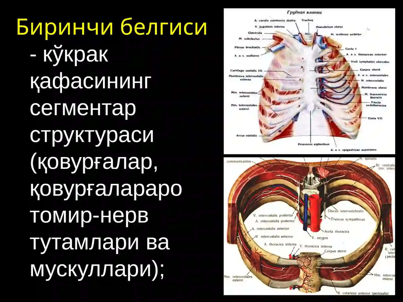 Ko‘kraksohasiningtopografikanatomiyasivaoperativxirurgiyasi 2