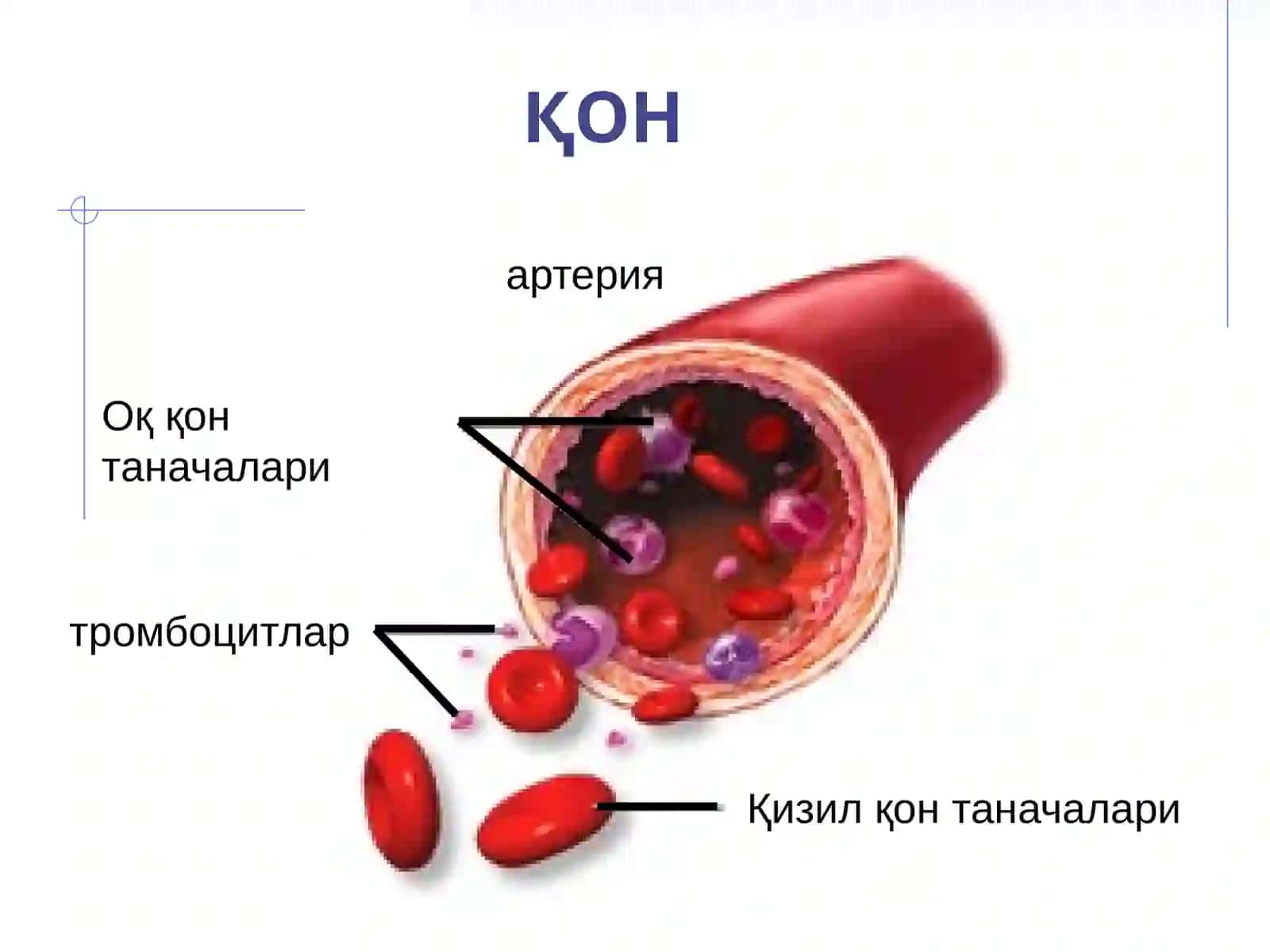 ҚОН. ҚОН ЯРАТИЛИШИ 2