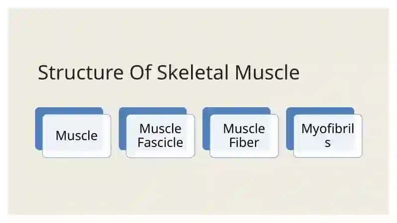 Structure Of Skeletal Muscle 2