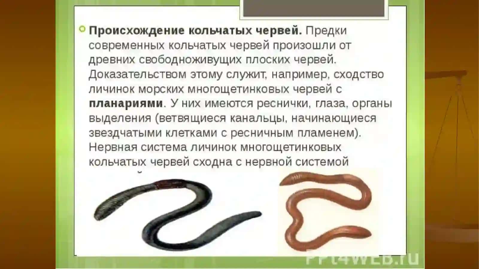 Тип кольчатые черви 2