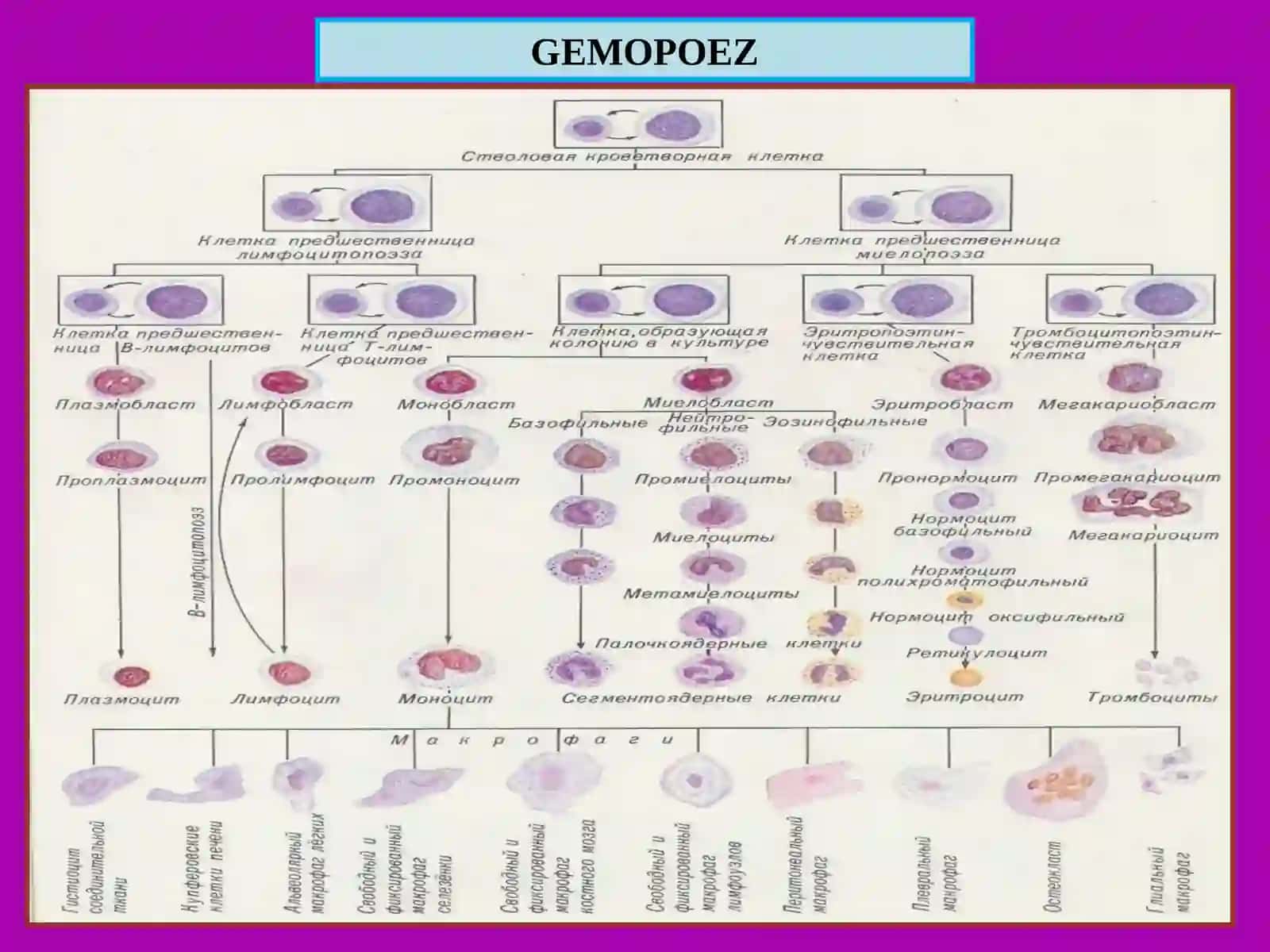 Irsiy gemolitik animiyalar 2