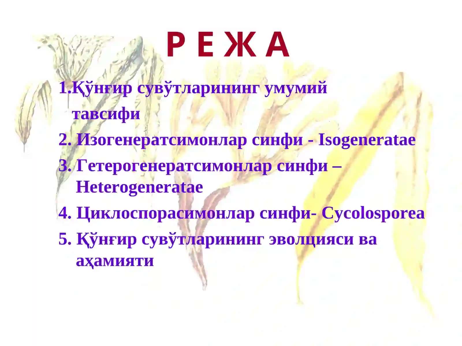 Қўнғирсувўтларибўлими-Phaeophyta 2