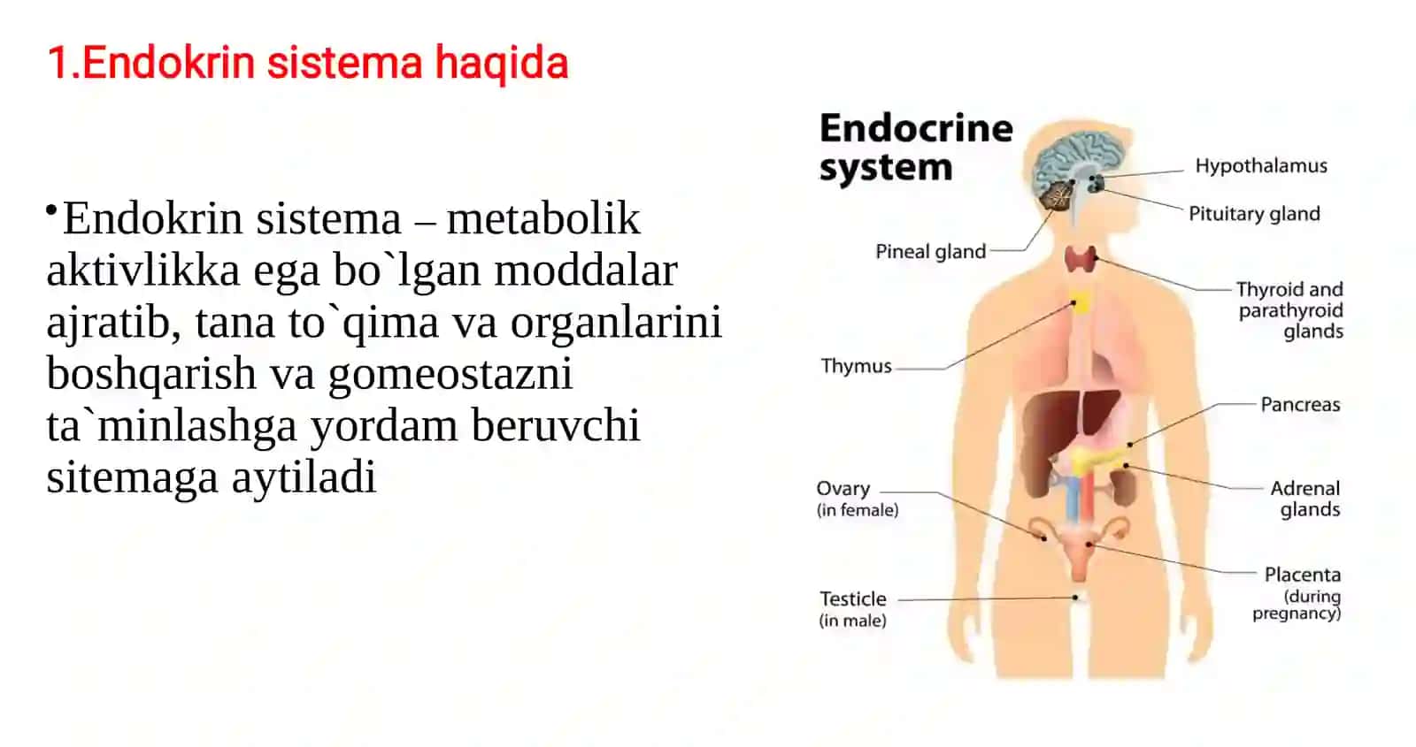 Endokrin sistema boshqarilishi 2