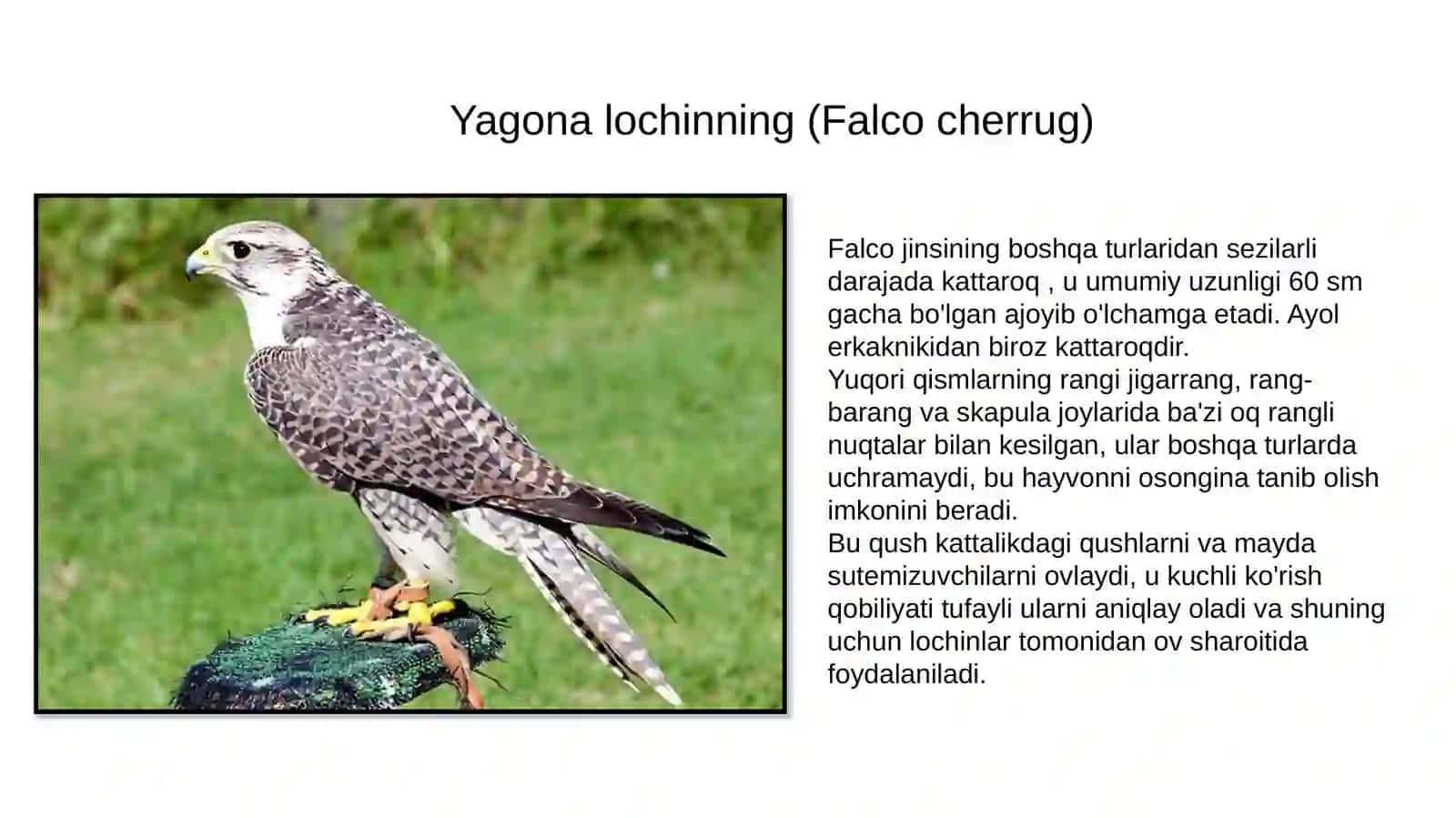 Yagonalochin (Falco cherrug) 2