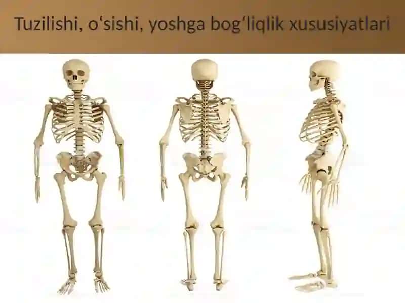 Suyaklarning tuzilishi va tartibi 2