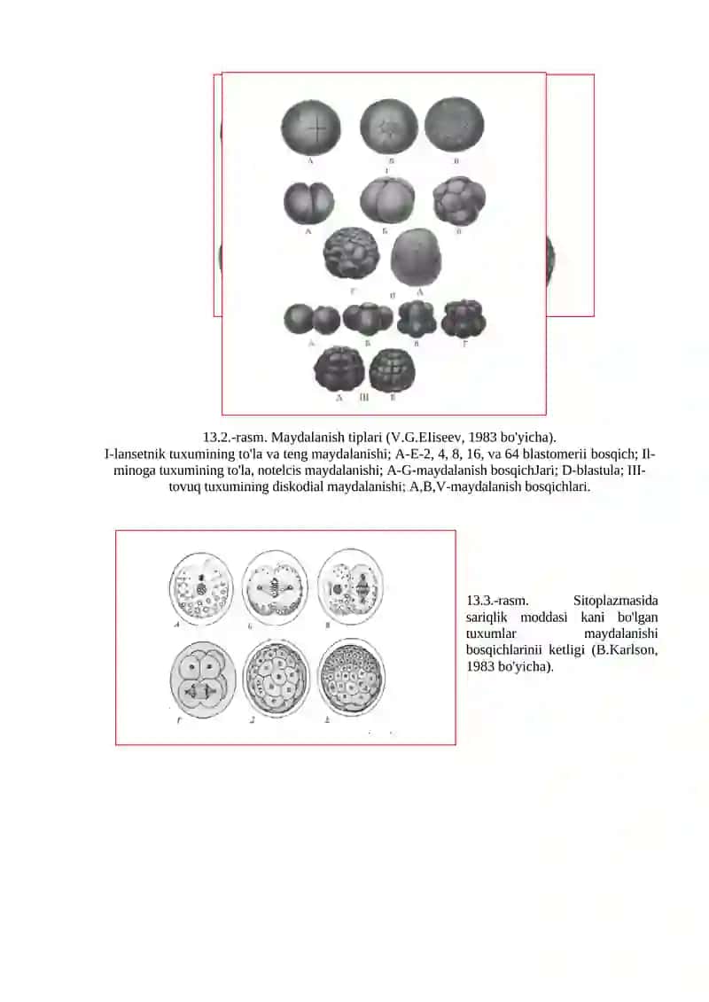 Maydalanish va uning sabablari. Maydalanish oqibatlari. Morula va blastula turlari va farqlari. 2