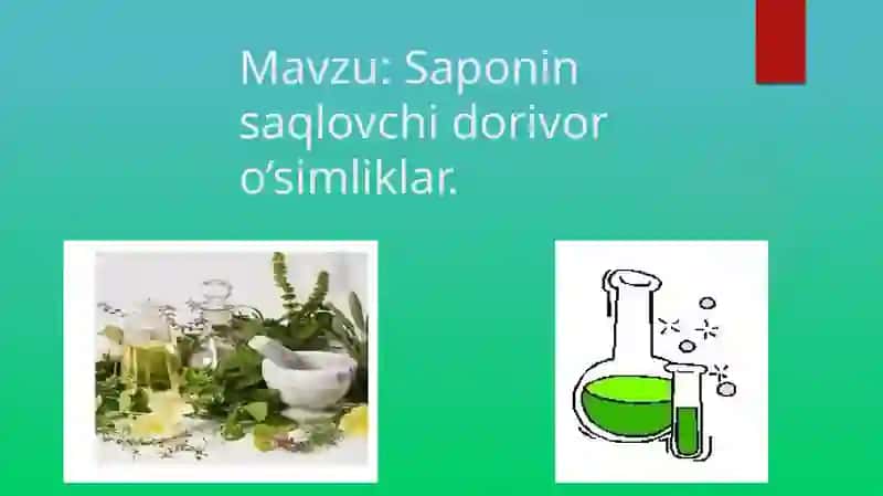 Saponin saqlovchi dorivor o’simliklar 2