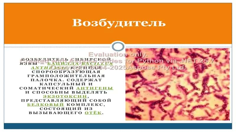 Сибирская язва 2