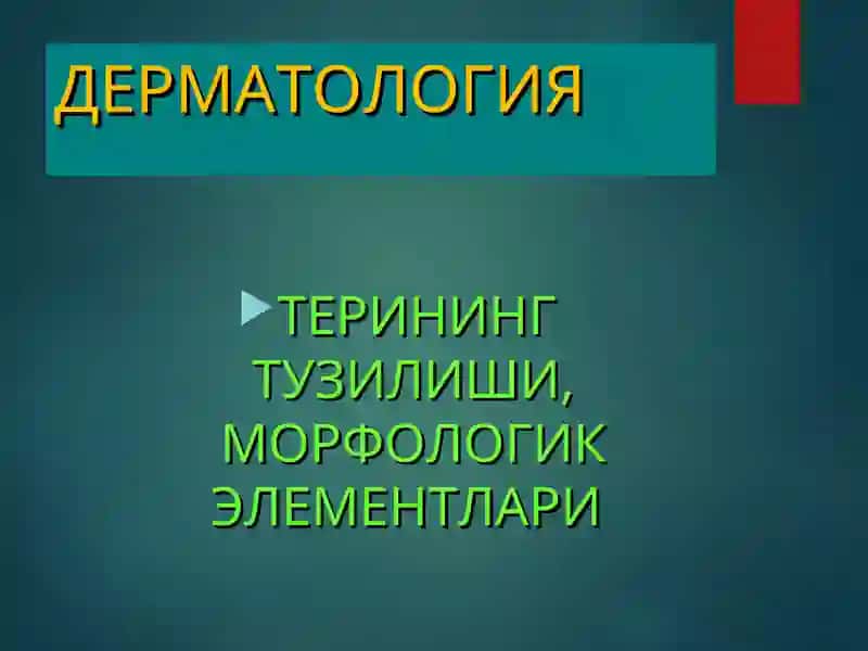 Терининг тузилиши, морфологик элементлари 2