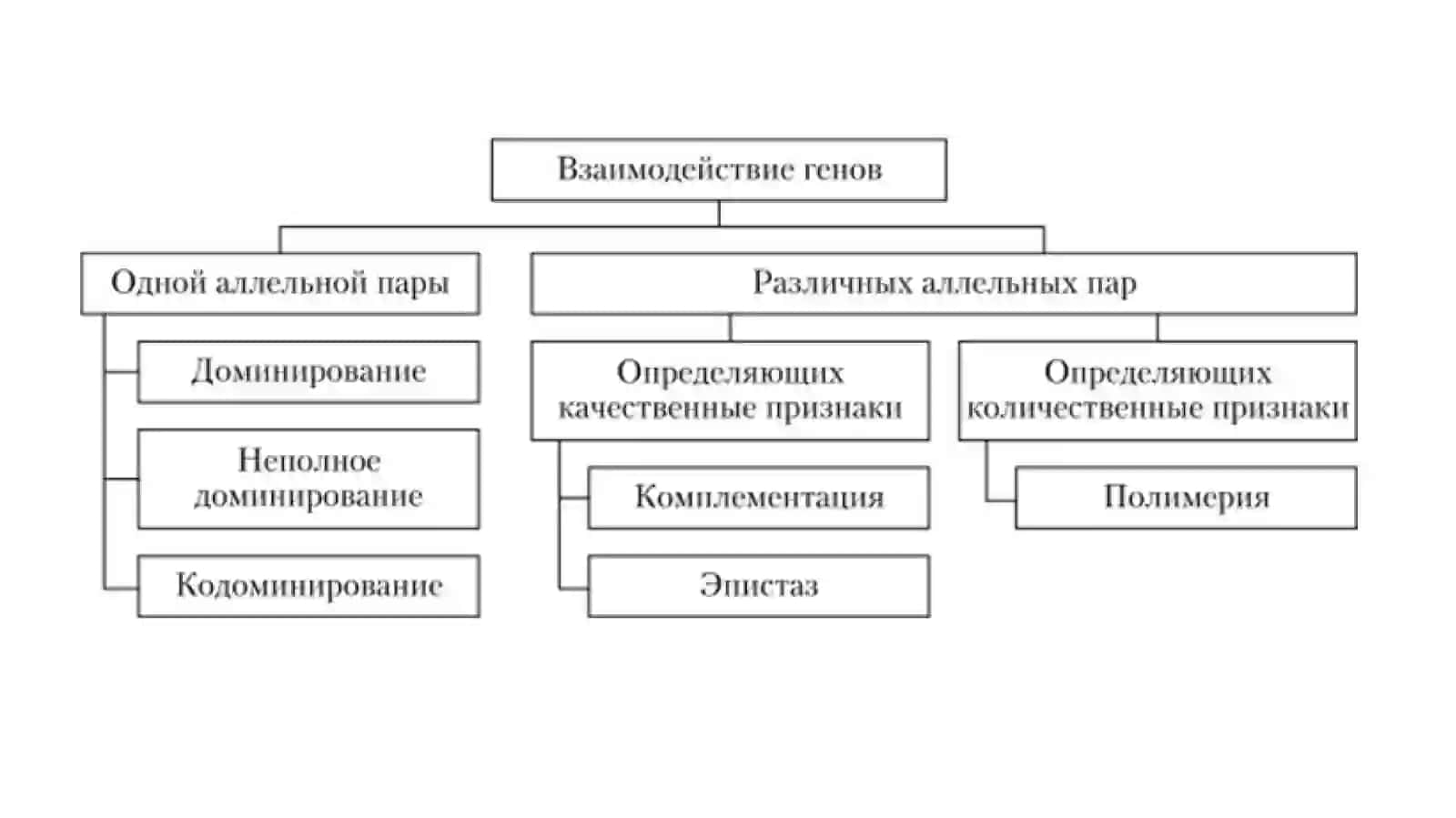 взаимодействие неаллельных генов 2