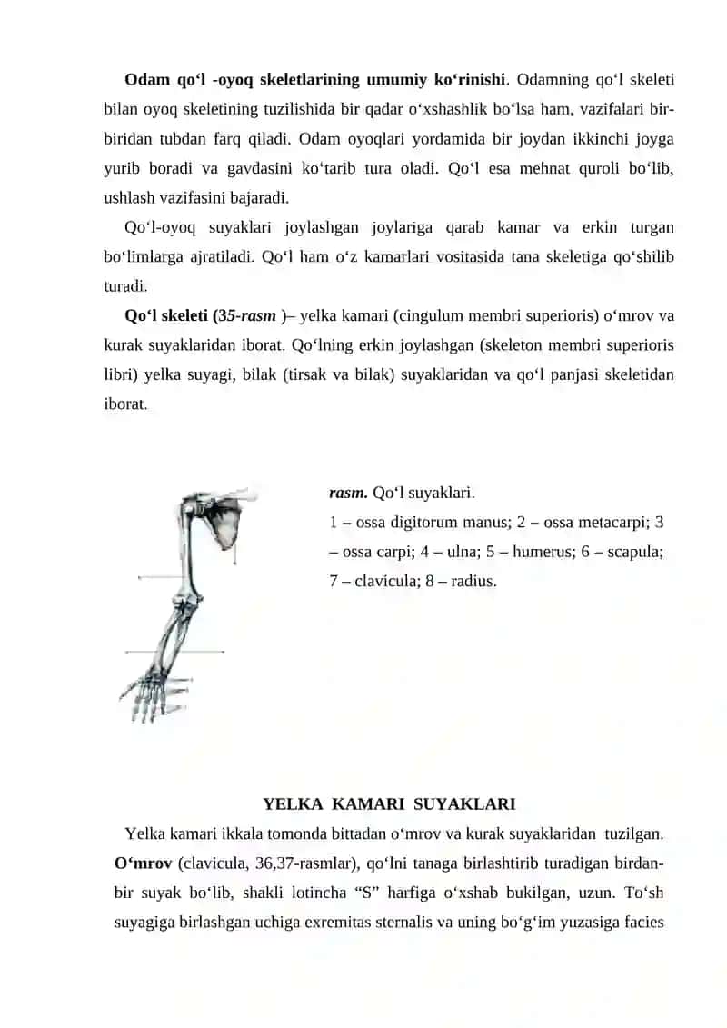 Qo‘l-oyoq suyaklari 2