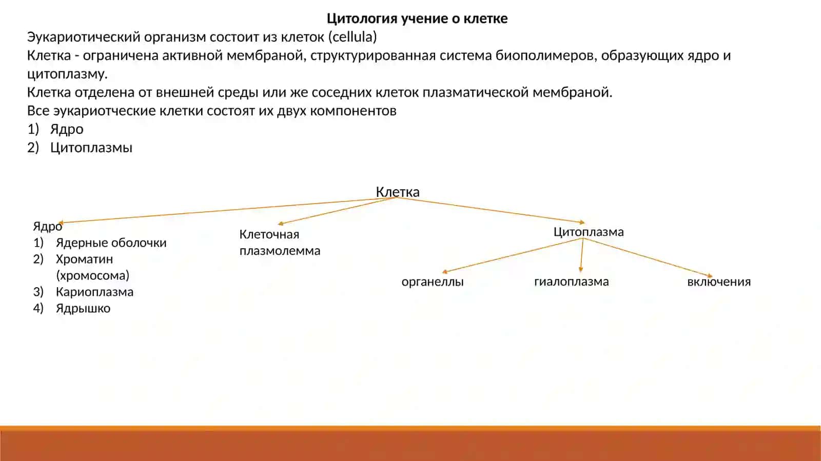 Гистологические элементы. Клетка: плазмолемма и ядро 2