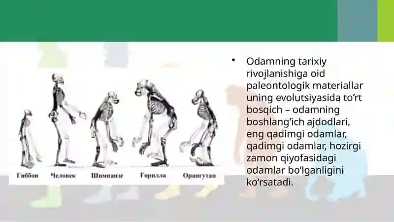 Odam Evolutsiyasining Asosiy Bosqichlari 2