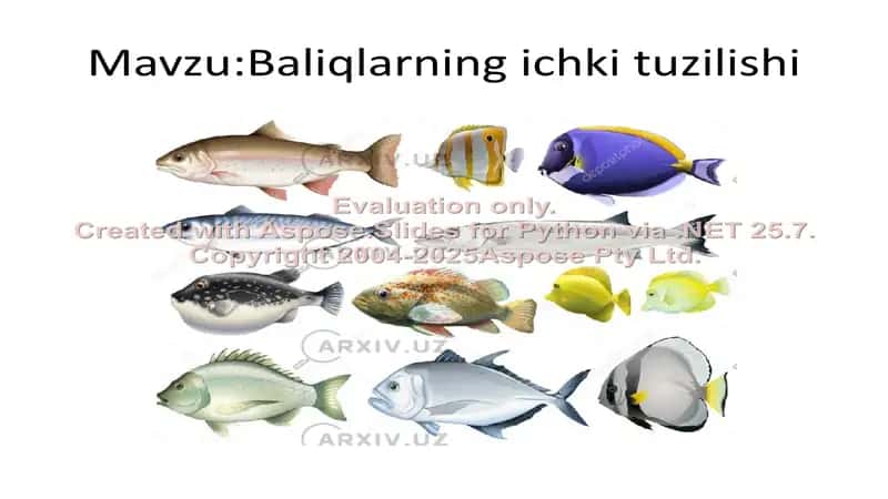 Baliqlarning Ichki Tuzilishi 2