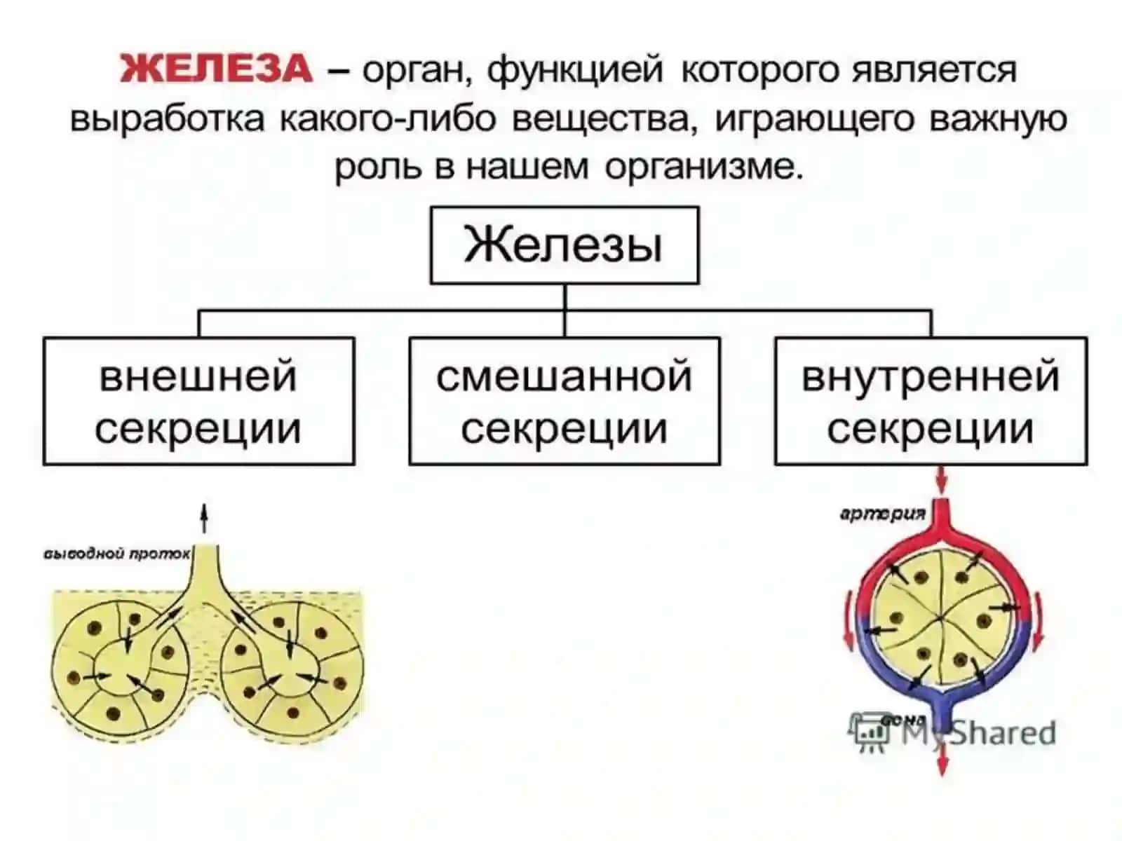 ЭНДОКРИНТИЗИМИ 2