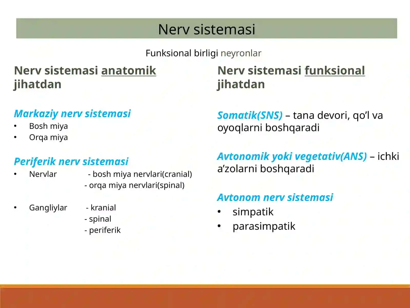 Nervsistemasi 2