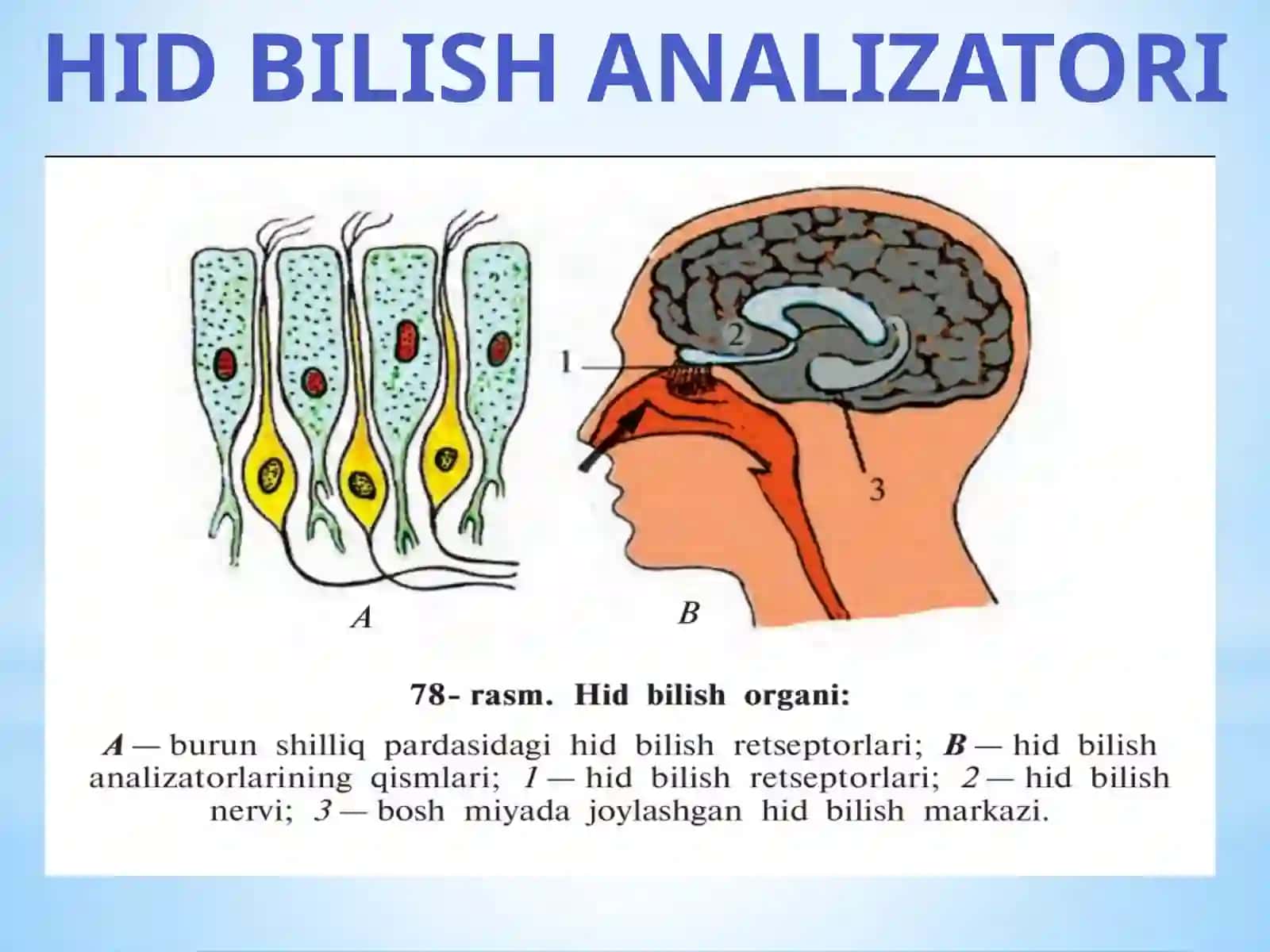 Hidva ta’m bilish analizatorlari 2