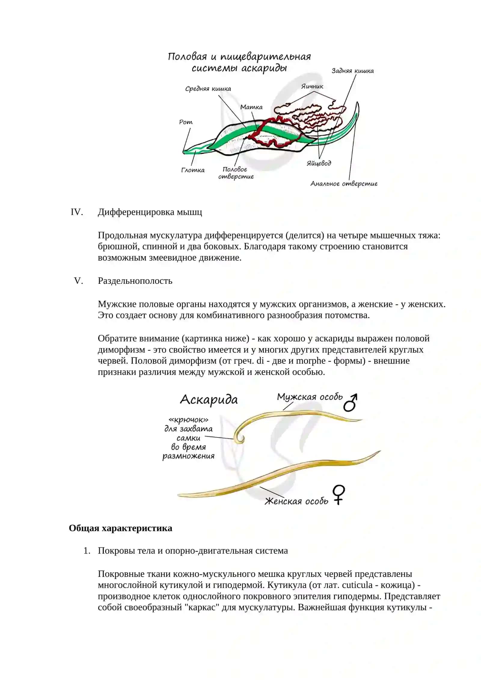Тип круглые черви 2