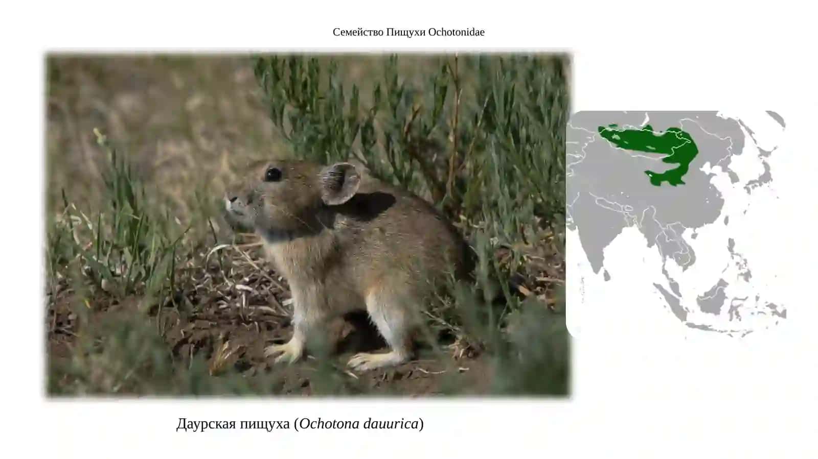 Отряд Зайцеобразные LAGOMORPHA 2