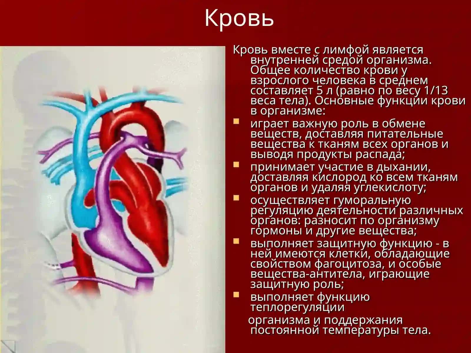 Кровеносная система 2
