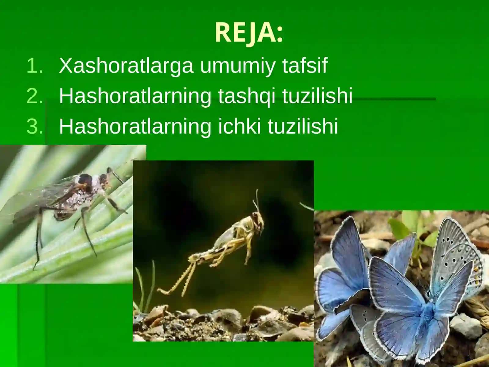 HASHAROTLARNING MARFOLOGIYASI 2