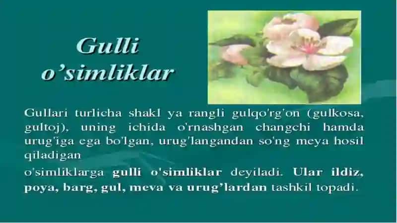 GULLI O‘SIMLIKLAR 2