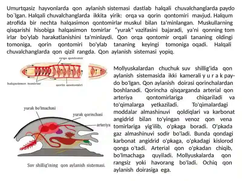 UMURTQASIZLARNING QON AYLANISH SISTEMAS 2
