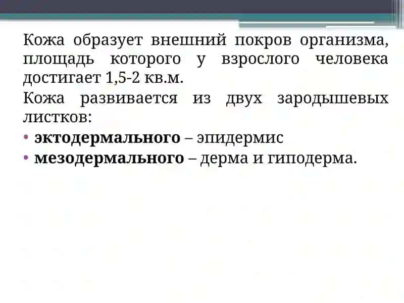 Строение кожи 2