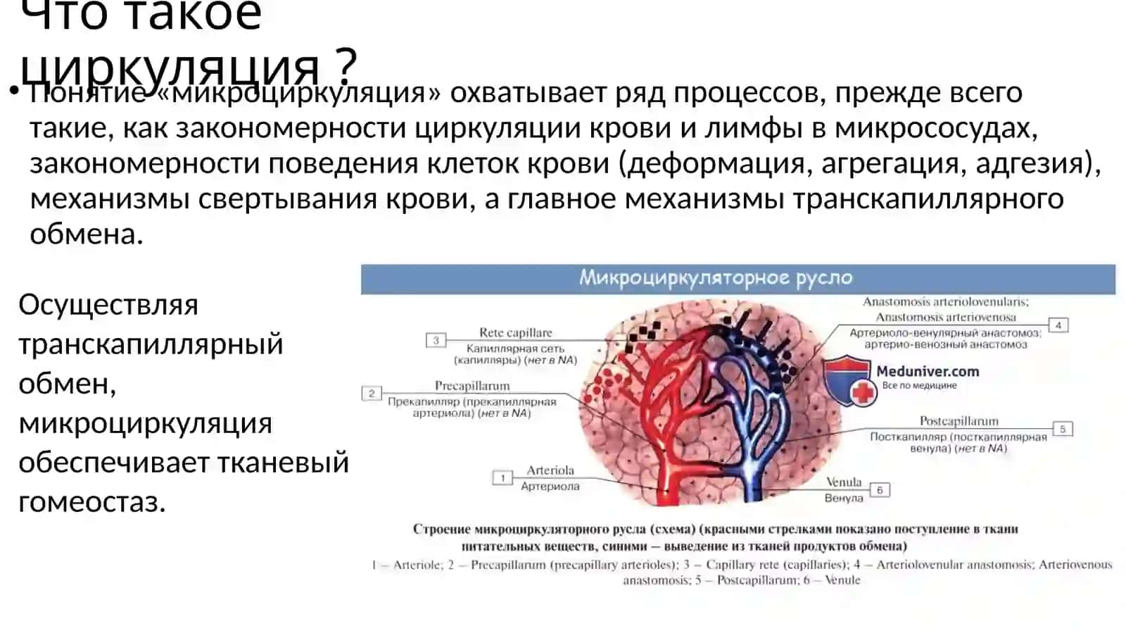 Микроциркуляция 2