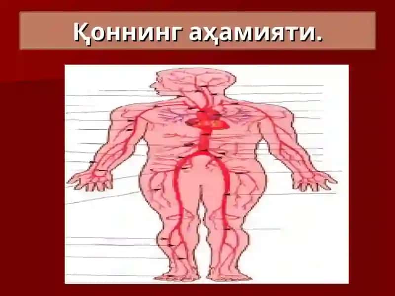 Юрак, қон-томир системаси ва ёш хусусиятлари 2
