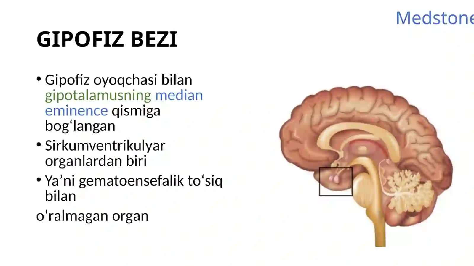 Gipofizbezi, Medstone, GIPOFIZ BEZI 2