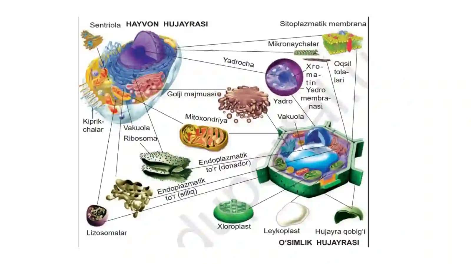 Sitoplazmaning organoidlari 2